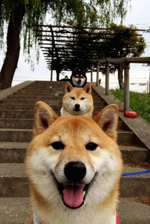 关注焦点:本队最大亮点与不足分析,队伍亮点