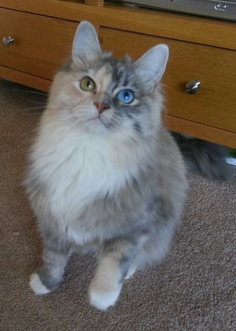 最佳瞬间：王强压哨三分，点燃现场气氛！