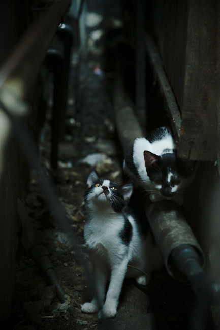 b体育入口-法甲战术多样化，精彩传球成主旋律，比赛引爆热情，足球法甲