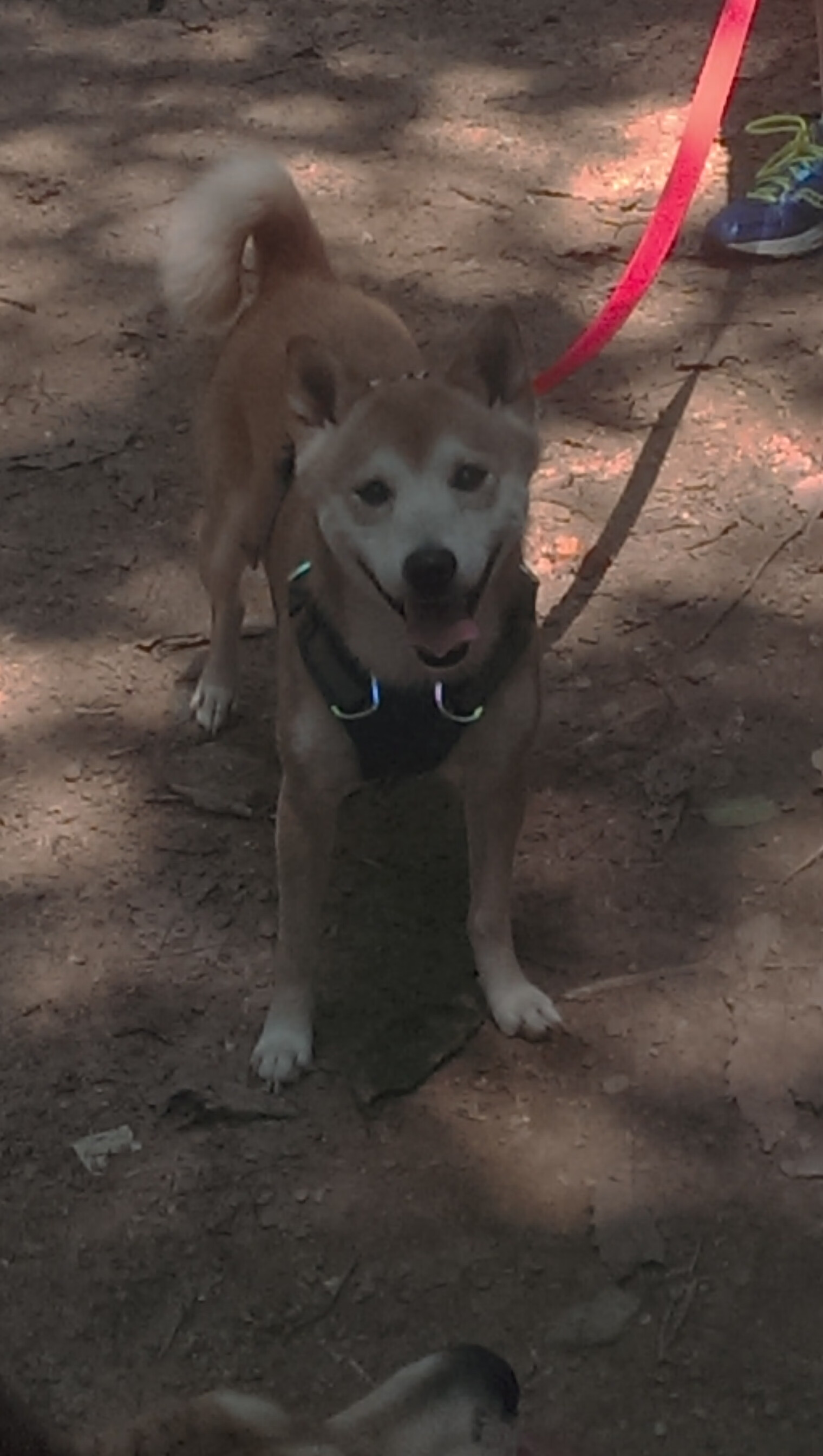 LPL夏季赛赛程公布,lpl夏季联赛赛程