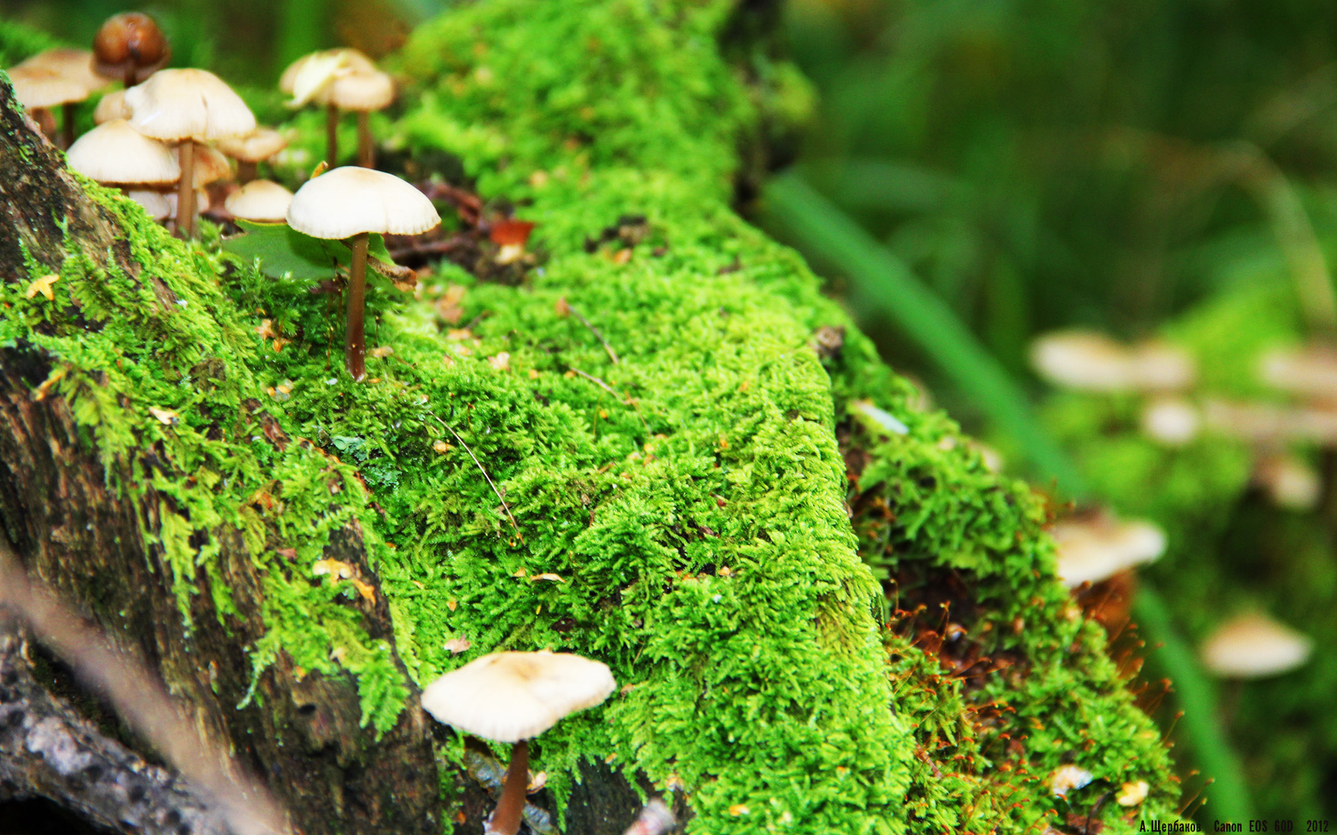 b体育电竞-LPL季后赛门票销售火爆，lpl季后赛门票多少钱