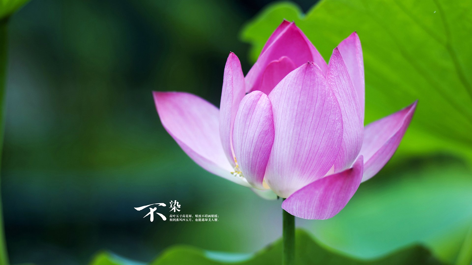 凯撒酋长主场迎战卫冕冠军,挑战强敌,凯撒酋长球衣