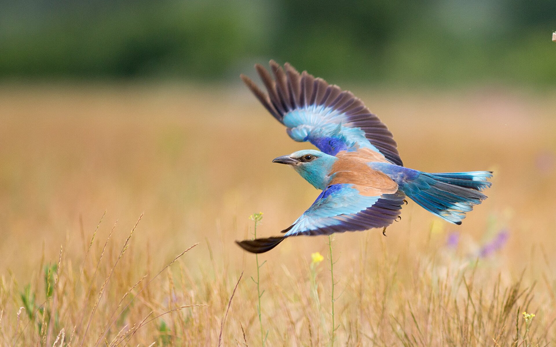 bsport-千叶喷射机客场挑战表现不俗，千叶官方网站