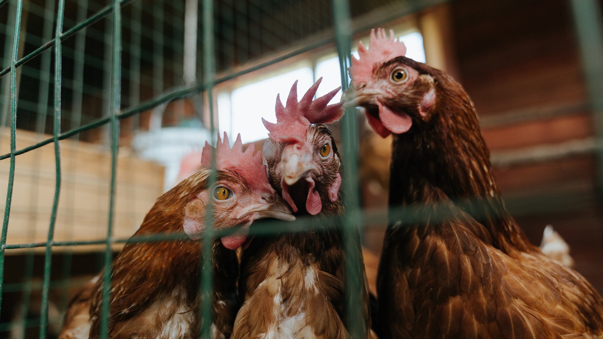 Bsports在线平台-千叶喷射机年轻球员崭露头角，千叶怎么打