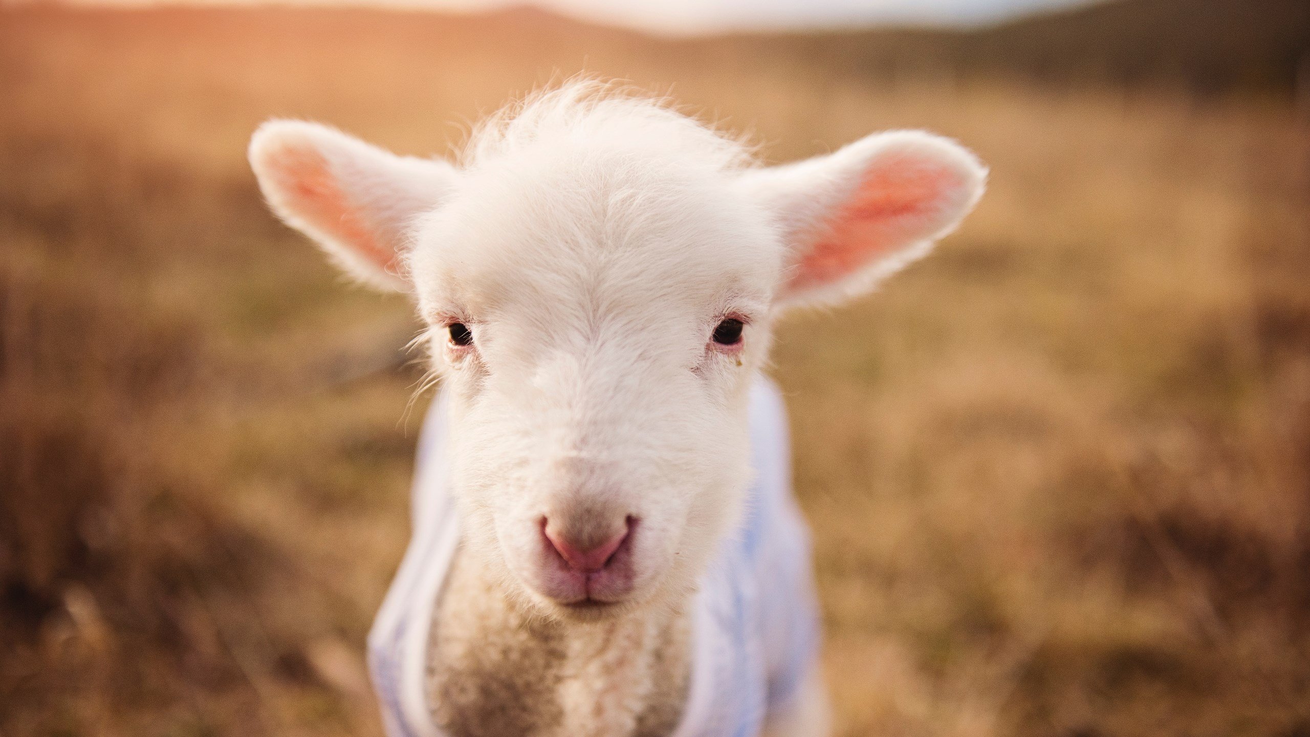 Bsports在线平台-国际米兰中场核心发威，效力过国际米兰的中场