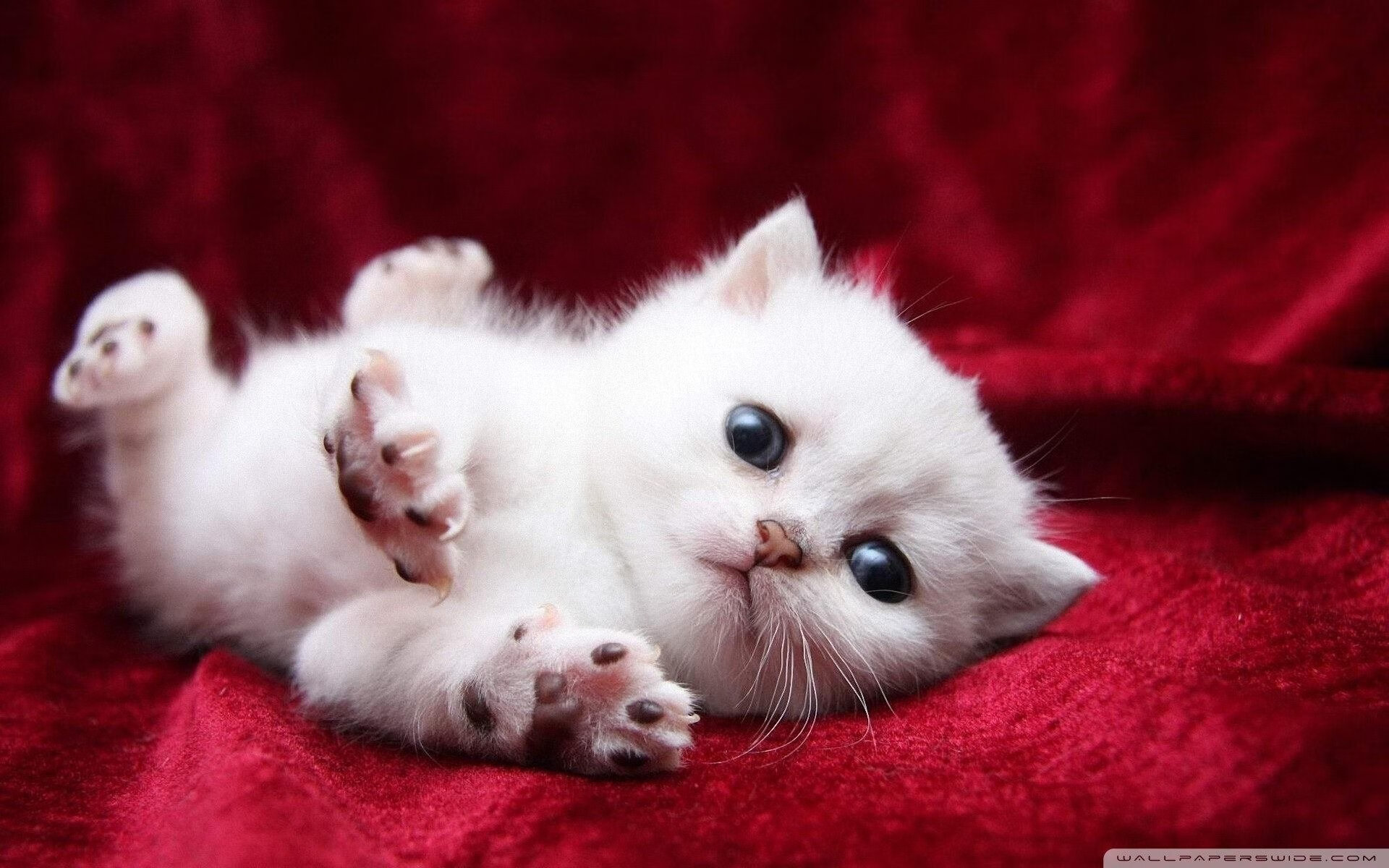 国际米兰主场高效进攻,大胜对手取得分,国际米兰 足球