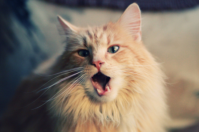 奥地利在对以色列比赛中表现强势,赢得胜利,奥地利和以色列