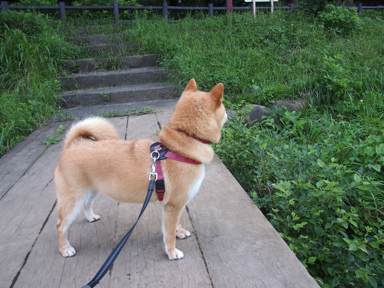 奥地利大胜北爱尔兰，晋级形势一片大好，奥地利对北爱尔兰比分