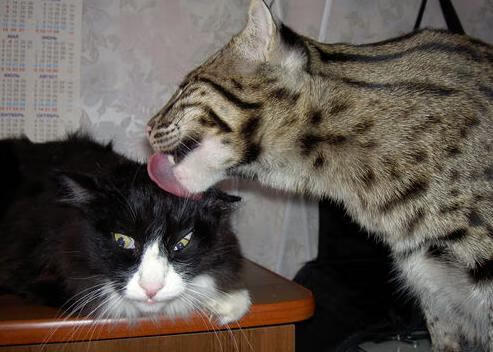 B体育亚洲官方网站-巴伦西亚险胜马德里竞技，保住欧联杯资格，巴伦西亚对阵马德里竞技