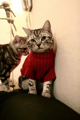 步行者力克太阳,季后赛首轮中哈利伯顿三分雨不断,哈利伯顿nba