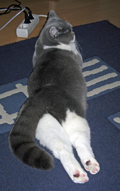 电竞赛事全球化发展趋势,电竞赛事全球化发展趋势是什么