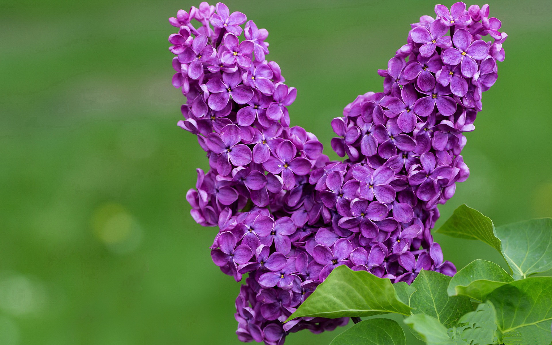 纷争激烈的比赛中球员们展现实力，令人赞叹不已，纷争表示什么意思