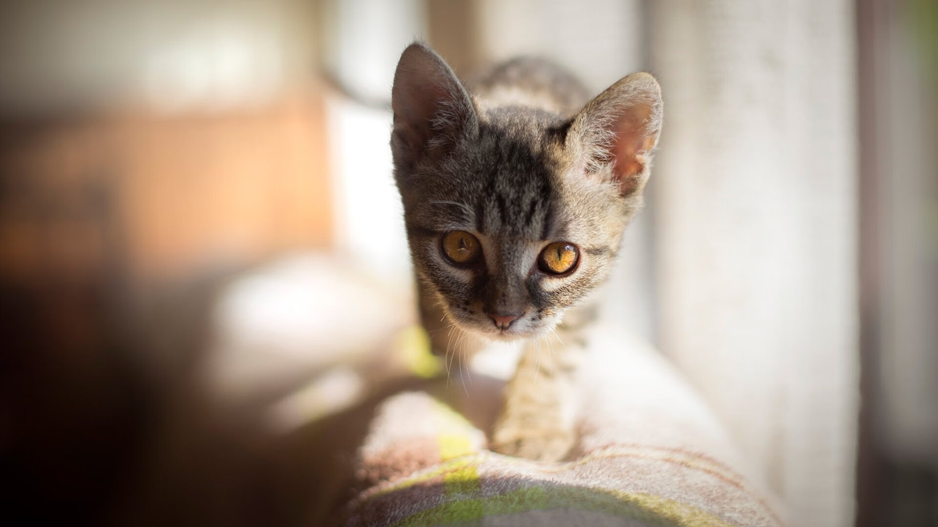 篮球专项技能动作规范化训练标准及应用,篮球专项技能动作规范化训练标准及应用