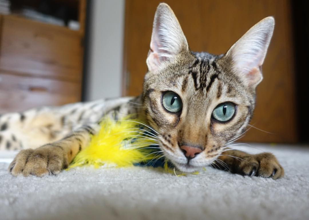 PSG进攻端缺乏稳定火力输出