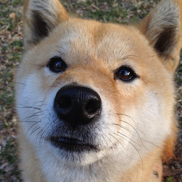 国家级足球体育产业园区加快布局，打造综合性足球产业生态圈，足球产业主要经营内容