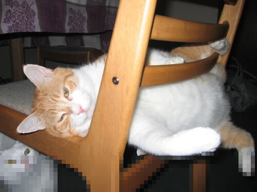 塞尔维亚男篮在欧洲预赛中拼搏奋进，开启全新征程，塞尔维亚男篮联赛