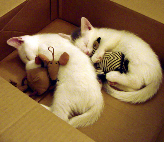 意甲快速反击：瞬间突破，惊艳全场！，意甲防守反击