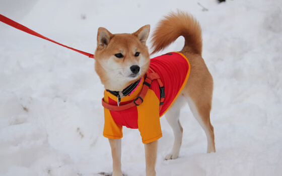 梅西提前出线世界杯，梅西2020世界杯会返场吗